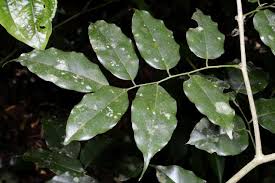 Image result for Craibia zimmermannii