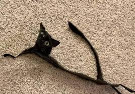 Instagram profile picture viewer profile photo dog and cat images facebook image sizes face pictures profile pictures deathwatch. Lumberzack On Twitter How Ur Cat Sees Himself When He Hasn T Eaten In Almost An Hour