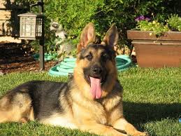 A place that will compliment both dog and human temperaments. Pin On Fuzzies