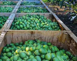 Avocados