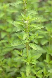 Image result for Lippia javanica
