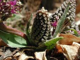 Image result for Ledebouria cordifolia
