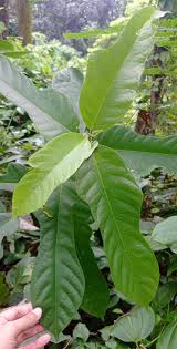 Image result for Psychotria sublyrata