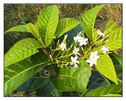 Image result for Holarrhena floribunda