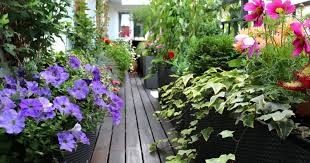 Maybe you would like to learn more about one of these? Tip Mudah Tanam Pokok Di Balkoni Atau Ruang Sempit Impiana