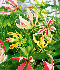 Im großen gartenkatalog über 1.500 artikel zum bestellen! Gloriosa Summer Breeze Top Qualitat Baldur Garten