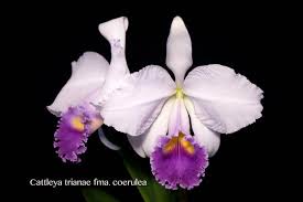 Image result for Tinnea coerulea