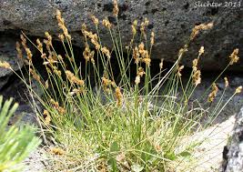 Image result for Carex leptosaccus