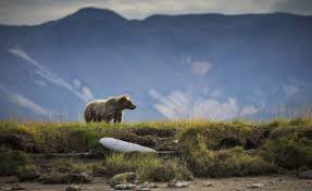 Este situata in padurea de pe dealul de la intrarea in zarnesti dinspre brasov. Rezervatia De Ursi De La Zarnesti Radsor Hotel