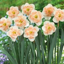 Red base waxed amaryllis flower bulb with stand, no water needed. Buy Narcissi Pink Wonder J Parker Dutch Bulbs