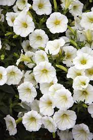 7 Fastest Growing Flower Seeds For The Perfect Summer Garden Flower Seeds Fast Growing Flowers Petunia Flower