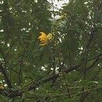 Image result for Senna petersiana