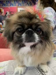 Puppies for sale from dog breeders near dayton / springfield, ohio. Pets For Adoption At Luv4k9s In Dayton Oh Petfinder