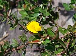 Image result for Zornia punctatissima