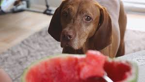 Les Chiens Peuvent Ils Manger De La Pasteque La Pasteque Est Elle Bonne Pour Les Chiens Zanimali En 2020 Fruits Sains Friandises Pour Chiens Pasteque