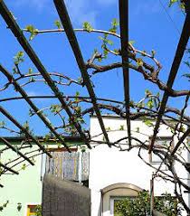 Image result for pruning grapes on a pergola
