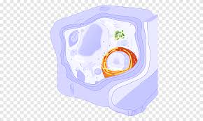 Animal cells become round in shape. Endoplasmic Reticulum Cell Membrane Wikipedia Endoplasmic Reticulum Cell Membrane Png Pngegg