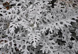 But some senecio are succulents, and they are a particularly charming and whimsical group. Dusty Miller Plant 101 Care Types And Growing Tricks