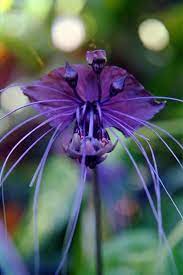 Pin By Jasminehaymond On Blomster In 2021 Bat Flower Unusual Flowers Strange Flowers