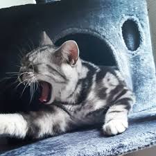 Huuman Bring Me Fooooood Follow Pretty Shorthair Cat For More Sweet Picture Catstagram Newoninsta Catboy Cats Catlovers Cats Of W Kedi Resim