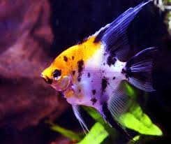 Yang termasuk dalam famili cichlidae berasal dari cekungan amazon, cekungan orinoco dan berbagai sungai di guiana shield di kawasan tropis amerika selatan. Jenis Dan Harga Ikan Manfish Terbaru Saat Ini 2021