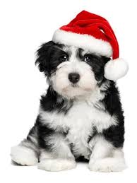 Maybe you would like to learn more about one of these? Cute Christmas Havanese Puppy Dog With A Santa Hat Photographic Print Mdorottya Allposters Com