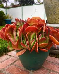 Kalanchoe Flapjacks Succulent In 2020 Succulents Types Of Succulents Plants Succulent Garden Diy