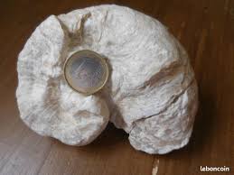 Image result for Requienia