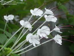 Image result for Rotheca