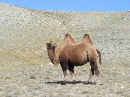 It receives oxygen and nutrients by … diffusion c. Domestic Bactrian Camel Camelus Bactrianus Inaturalist