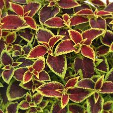 Image result for Coleus pentheri