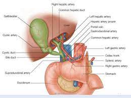 Bile Duct Anatomy Anatomy Drawing Diagram