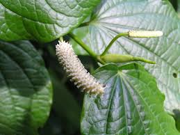 Image result for Piper capense