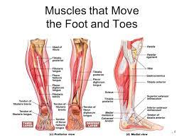 It is made up of 26 bones connected by many joints, muscles, tendons, and ligaments. Muscles Of The Pelvis Leg And Foot Ppt Video Online Download