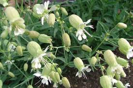 Image result for Silene kiwuensis