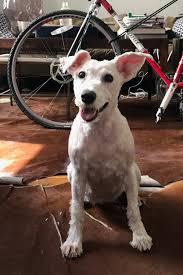 Maybe you would like to learn more about one of these? How To Trim That Dog Right Up The New York Times
