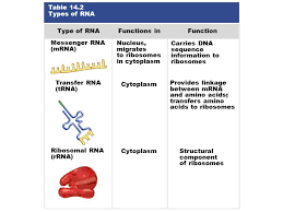 1 dna rna structure 2 transcription translation ppt