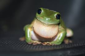 Facts About Green Tree Frogs Things To Know Before Keeping Them As Pets Pethelpful By Fellow Animal Lovers And Experts Let the pros at josh's frogs show you several different species of great pet frogs, all bred at our state of the art amphibian breeding facility! facts about green tree frogs things to