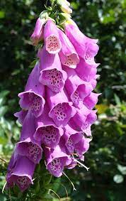 Digitalis Foxglove Pretty But Poisonous Wish It Wasnt Poisonous This Is So Pretty Beautiful Flowers Ftd Flowers Love Flowers