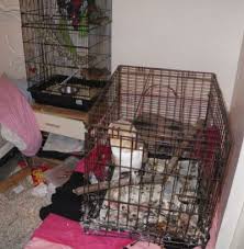 Take home your new pet or supplies today, there is no waiting! Uk Couple Charged After Pets And Exotic Animals Found In Squ