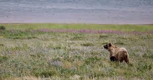 Image result for Ursinia montana