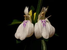 Image result for Justicia striata