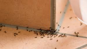 The purpose of the inspection is to determine if they are located outside and simply foraging inside for food, or if you. Dealing With Ants