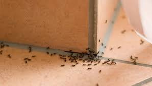 Common pavement and pharaoh ants are both relatively small in size. Dealing With Ants