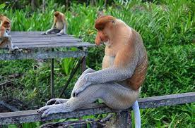 Good news from bali safari park, male proboscis baby was born on march 15, 2021. Proboscis Monkey Proboscis Borneo Long Proboscis Monkey Probosci Labuk Bay Reserve Fur Monkey Exceptional Unusual Pikist