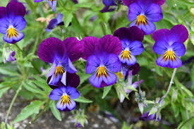 Image result for Violaceae