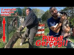K9 Dog Vs Cat Vs Bird Can They Stay Together In Peace Inanoglu Youtube