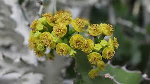 Image result for Napoleonaea septentrionalis