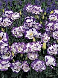 Image result for eustoma Balboa