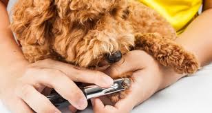 Check spelling or type a new query. Fear Of Nail Cutting Cesar S Way